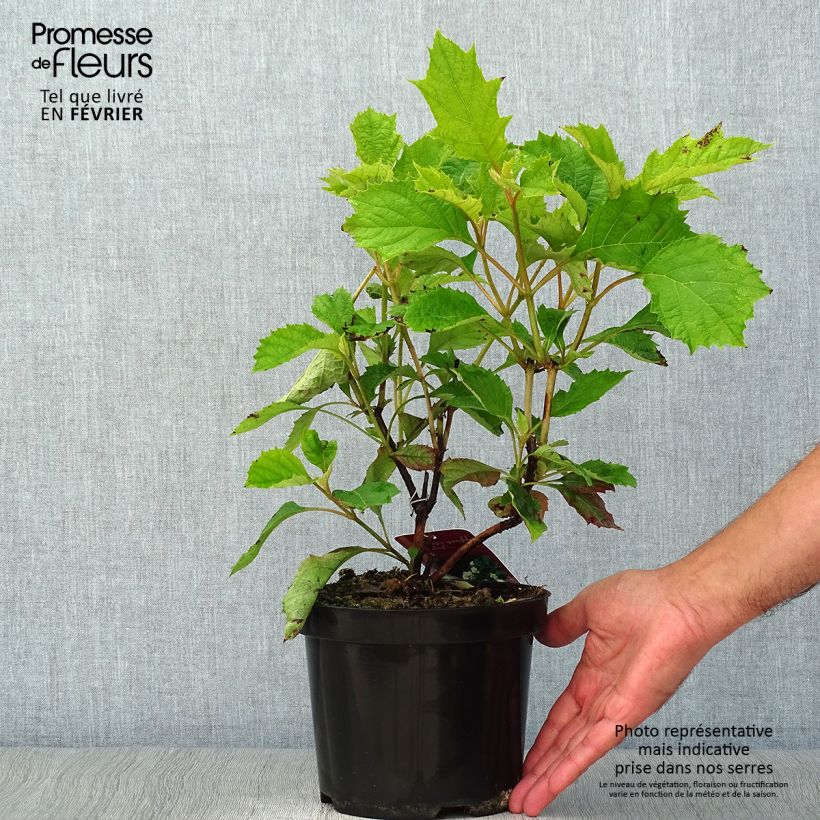 Esemplare di Hydrangea quercifolia Sike's Dwarf - Ortensia a foglie di quercia Vaso da 2L/3L come consegnato in autunno