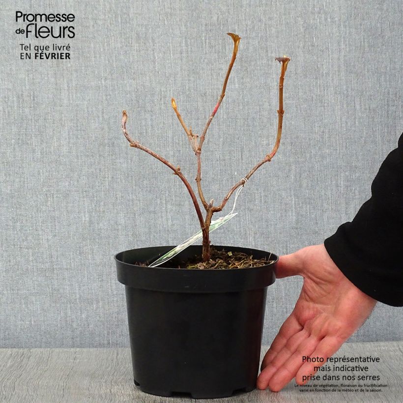 Hydrangea quercifolia Sike's Dwarf - Ortensia a foglie di quercia Vaso da 2L/3L esemplare consegnato in inverno