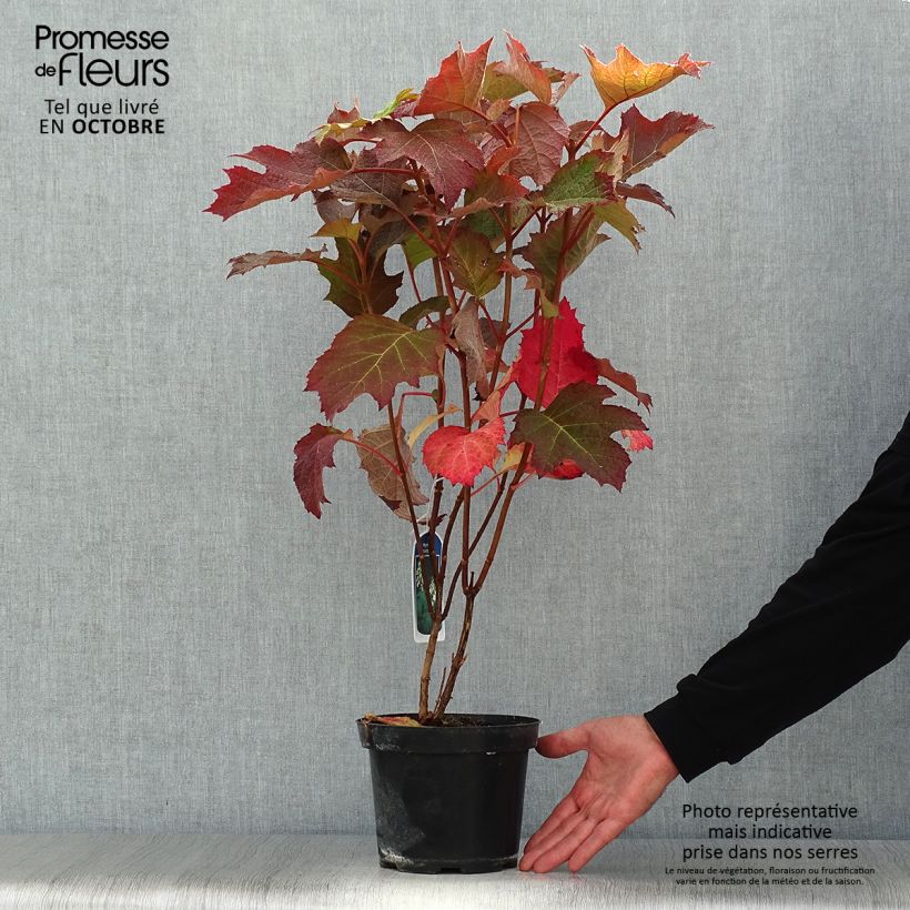 Esemplare di Hydrangea quercifolia Bultinks Giant Flowers - Ortensia a foglie di quercia Vaso da 2L/3L come consegnato in autunno