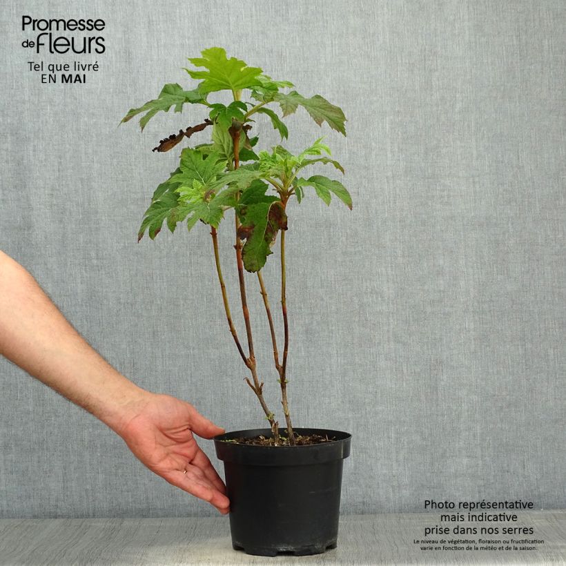 Hydrangea quercifolia Bultinks Giant Flowers - Ortensia a foglie di quercia Vaso da 2L/3L esemplare consegnato in primavera