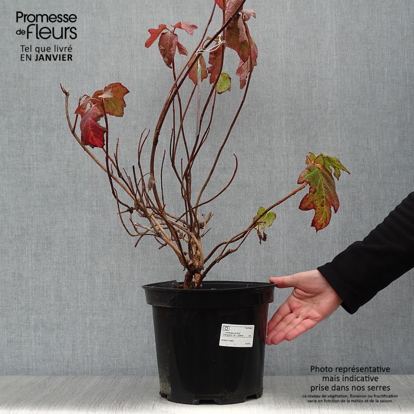 Hydrangea quercifolia Bultinks Giant Flowers - Ortensia a foglie di quercia Vaso da 7,5L/10L esemplare consegnato in inverno