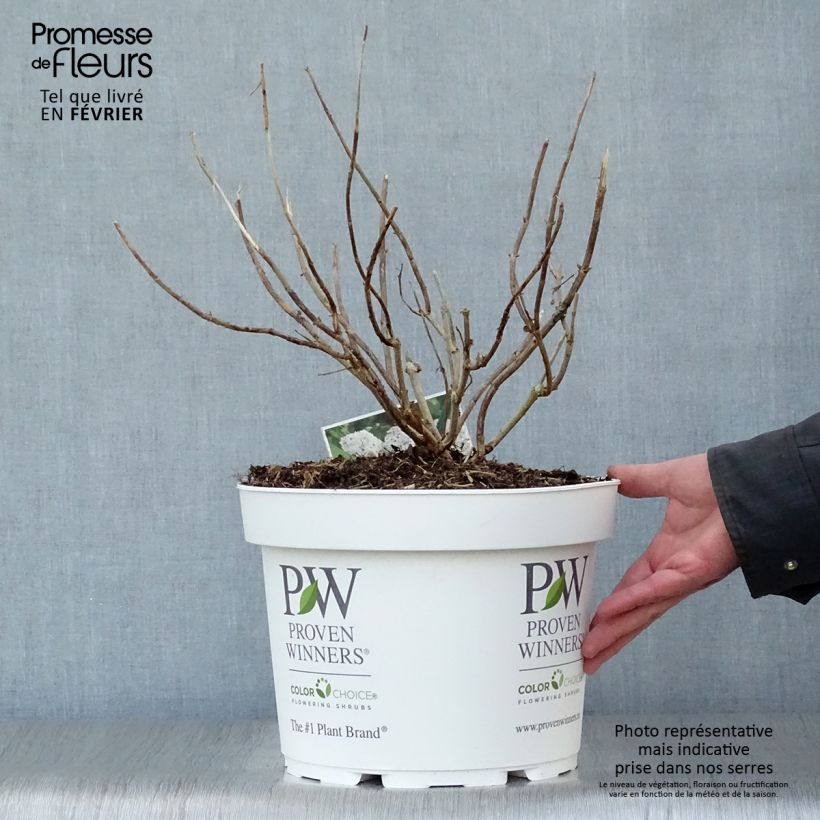 Hydrangea arborescens BellaRagazza Blanchetta - Ortensia Vaso da 7,5L/10L esemplare consegnato in inverno
