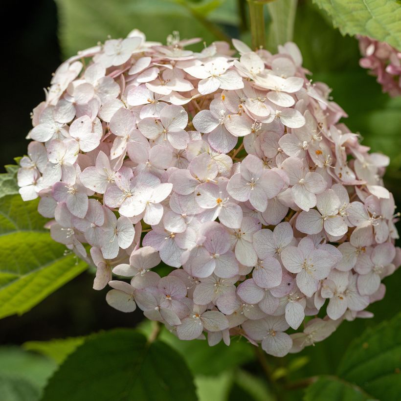 Hydrangea arborescens Candybelle Bubblegum - Ortensia (Fioritura)