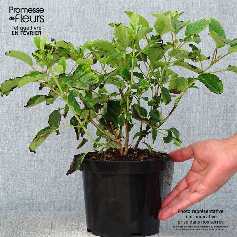 Esemplare di Hydrangea arborescens Hills Of Snow - Ortensia Vaso da 2L/3L come consegnato in autunno