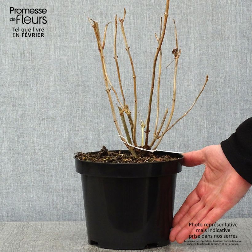 Hydrangea arborescens Hills Of Snow - Ortensia Vaso da 2L/3L esemplare consegnato in inverno