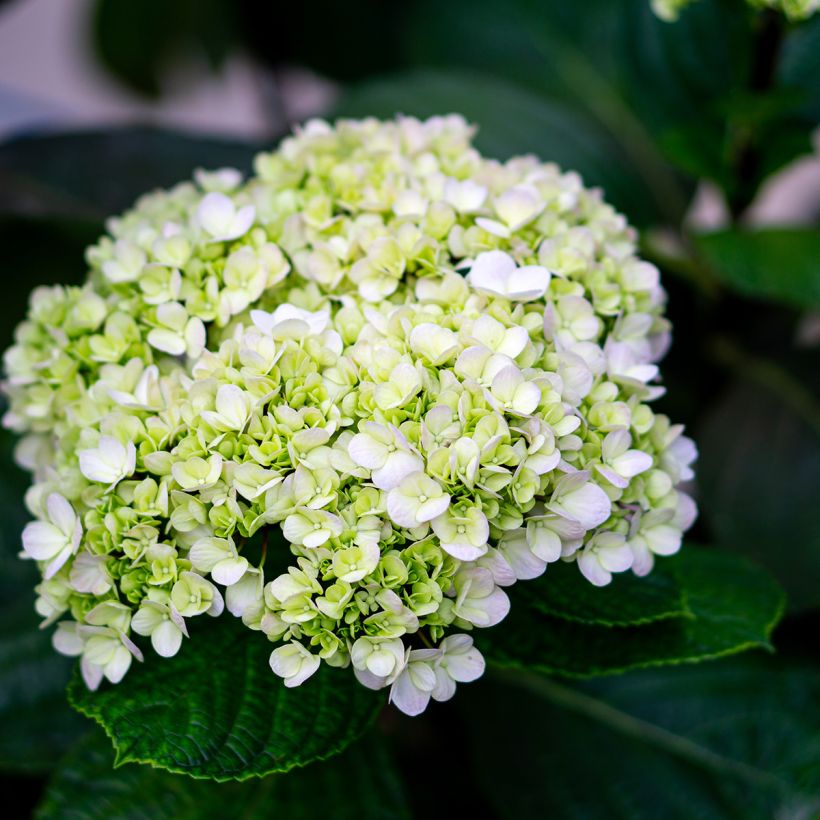 Hydrangea arborescens Lime Rickey - Ortensia (Fioritura)