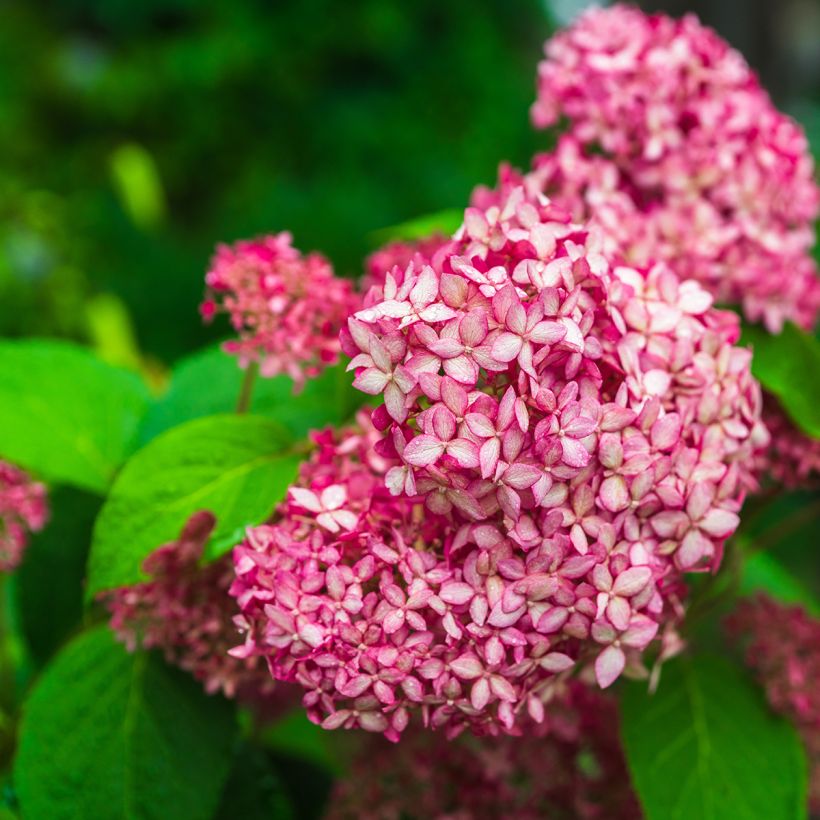 Hydrangea arborescens Pink Annabelle - Ortensia (Fioritura)