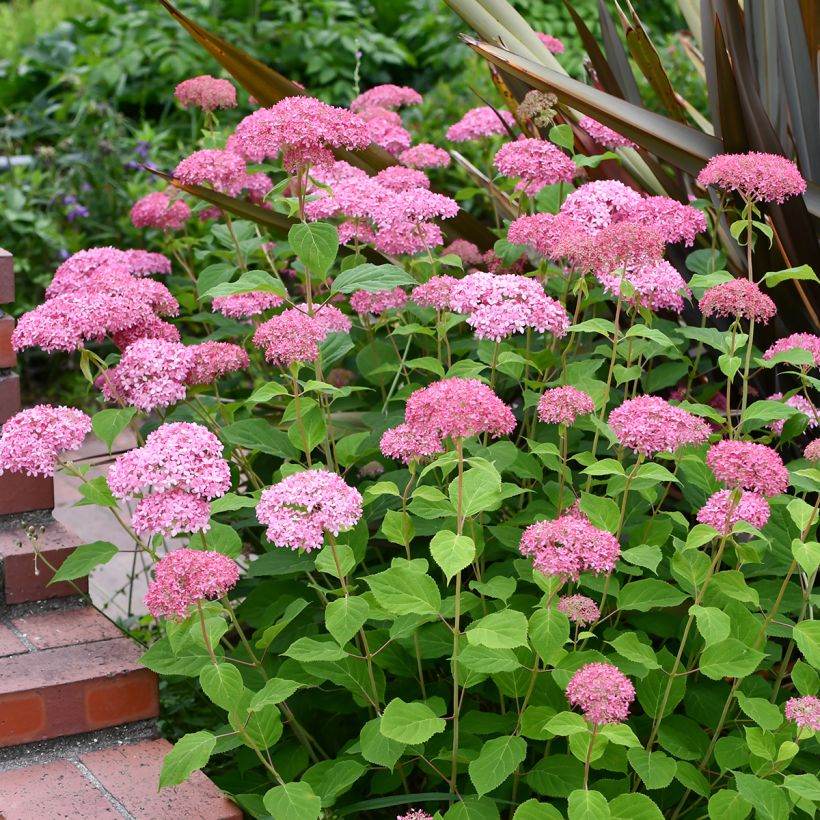 Hydrangea arborescens Pink Annabelle - Ortensia (Porto)