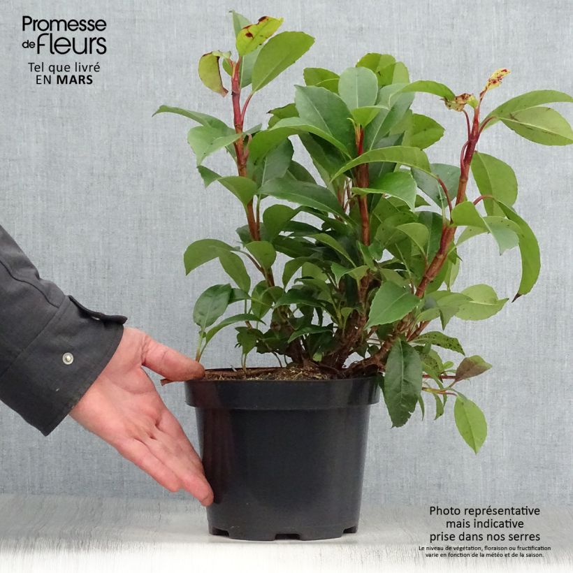 Hydrangea Semiola - Ortensia Vaso da 2L/3L esemplare consegnato in primavera