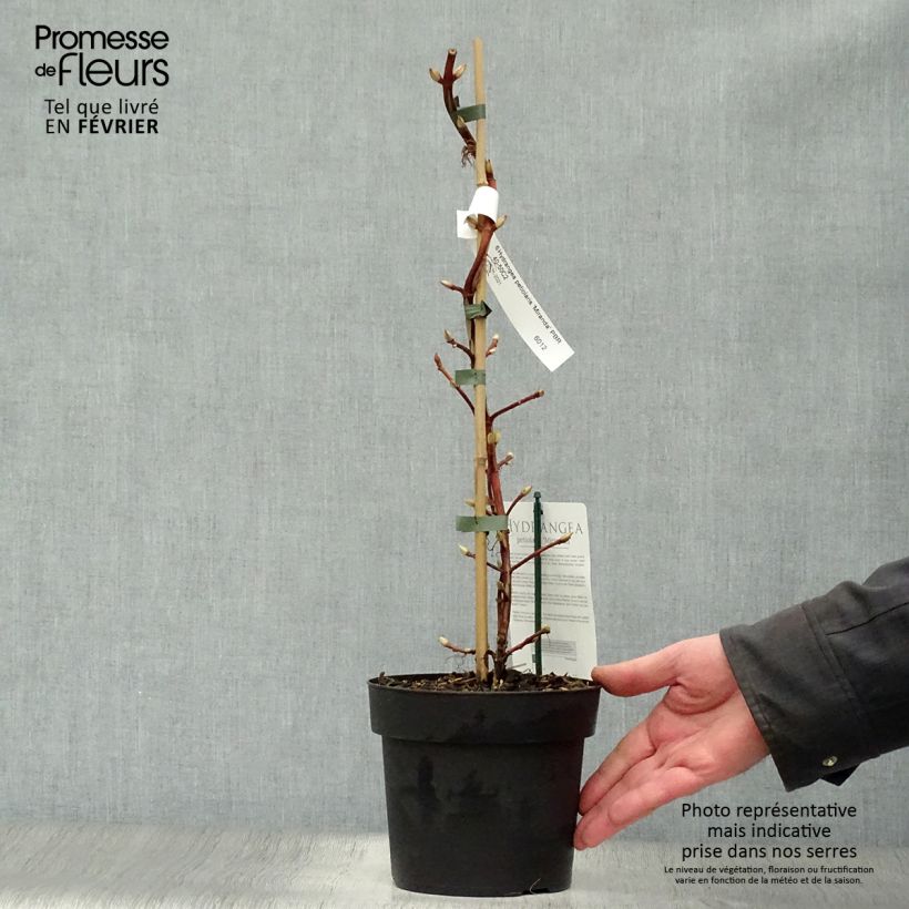 Hydrangea anomala subsp. petiolaris Mirranda - Ortensia rampicante Vaso da 2L/3L esemplare consegnato in inverno