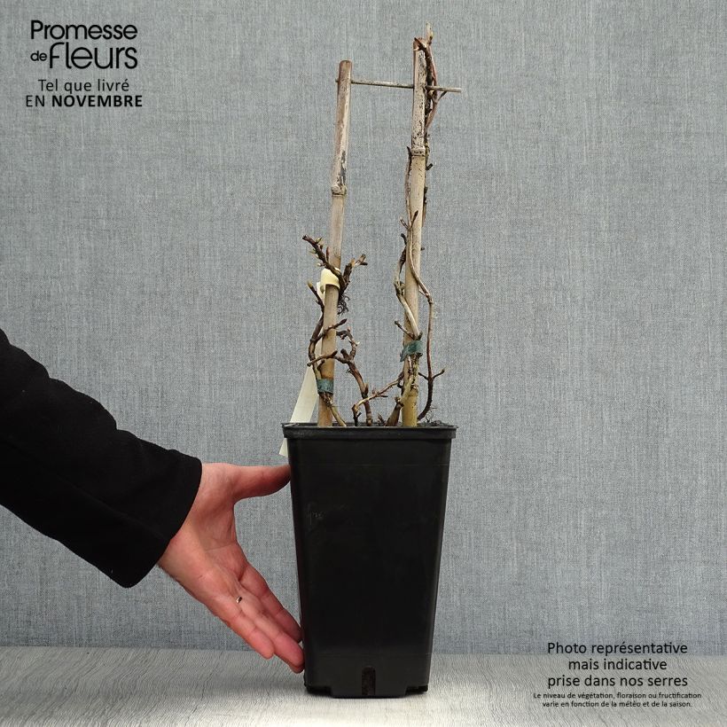 Esemplare di Hydrangea anomala subsp. petiolaris Silver Lining - Ortensia rampicante Vaso da 2L/3L come consegnato in autunno