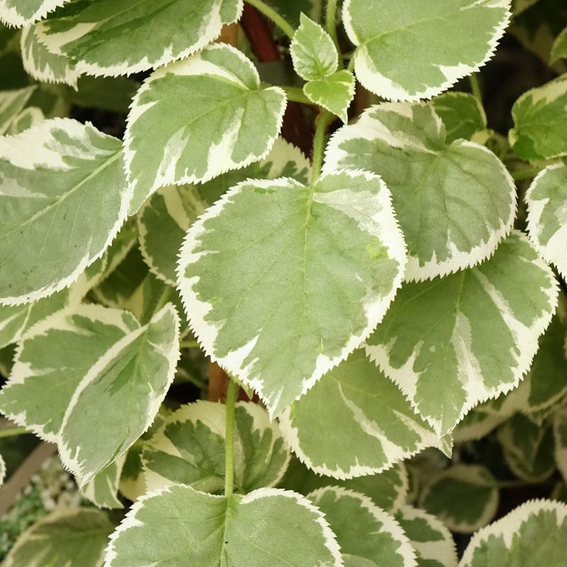 Hydrangea anomala subsp. petiolaris Silver Lining - Ortensia rampicante (Fogliame)
