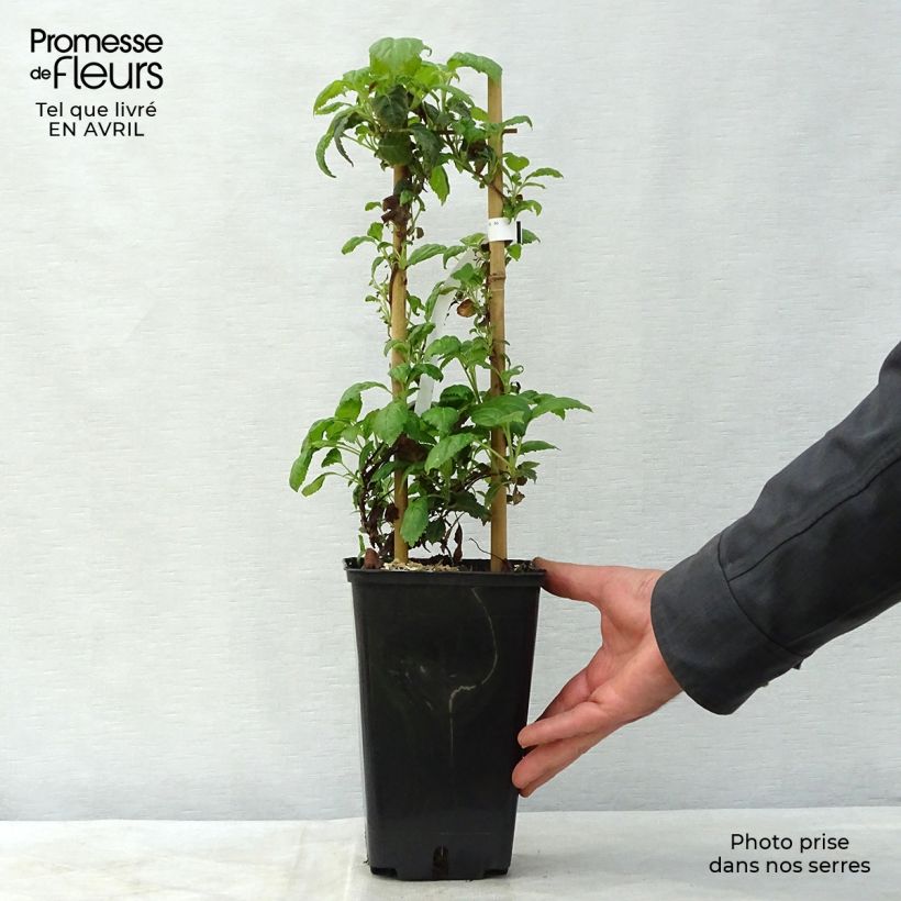 Hydrangea anomala subsp. petiolaris Winter Surprise - Ortensia rampicante Vaso da 2L/3L esemplare consegnato in primavera