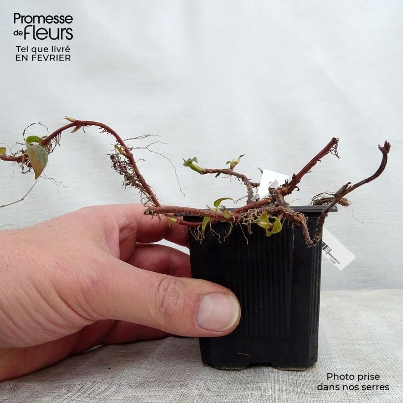 Hydrangea anomala subsp. petiolaris - Ortensia rampicante Vasetto da 8/9 cm esemplare consegnato in inverno