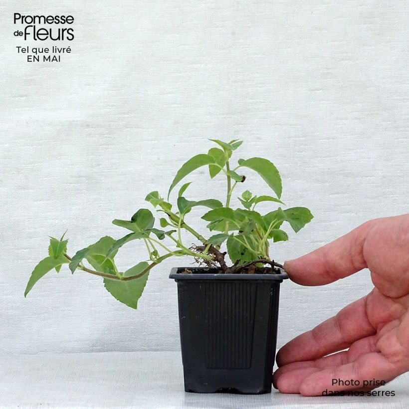 Hydrangea anomala subsp. petiolaris - Ortensia rampicante Vasetto da 8/9 cm esemplare consegnato in primavera