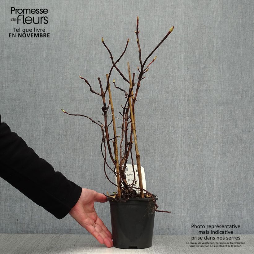 Esemplare di Hydrangea anomala subsp. petiolaris - Ortensia rampicante Vaso da 2L/3L come consegnato in autunno