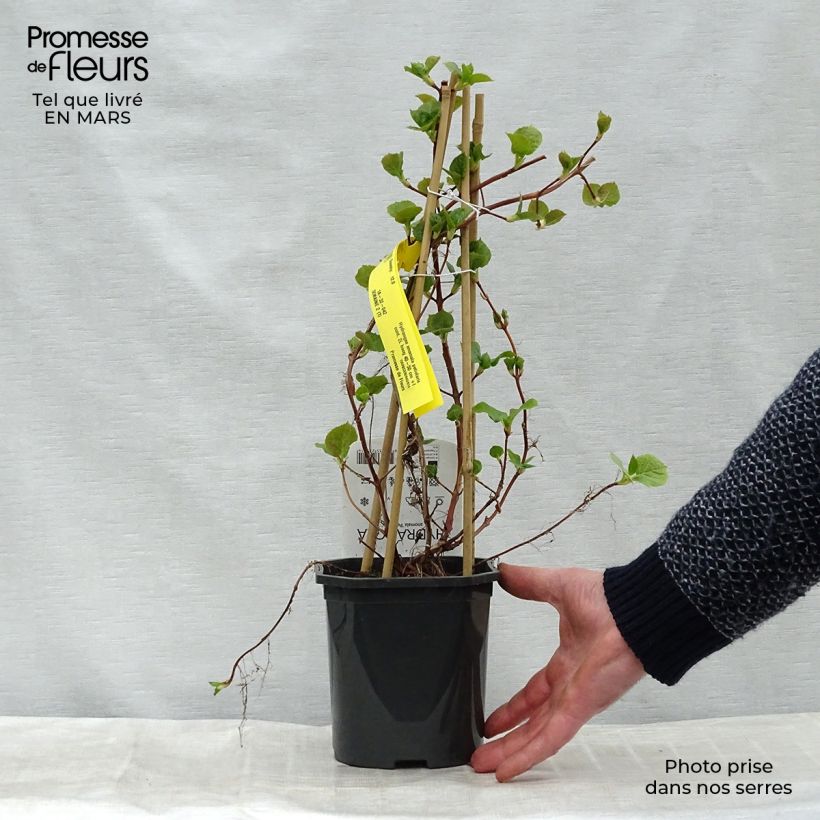 Hydrangea anomala subsp. petiolaris - Ortensia rampicante Vaso da 2L/3L esemplare consegnato in inverno