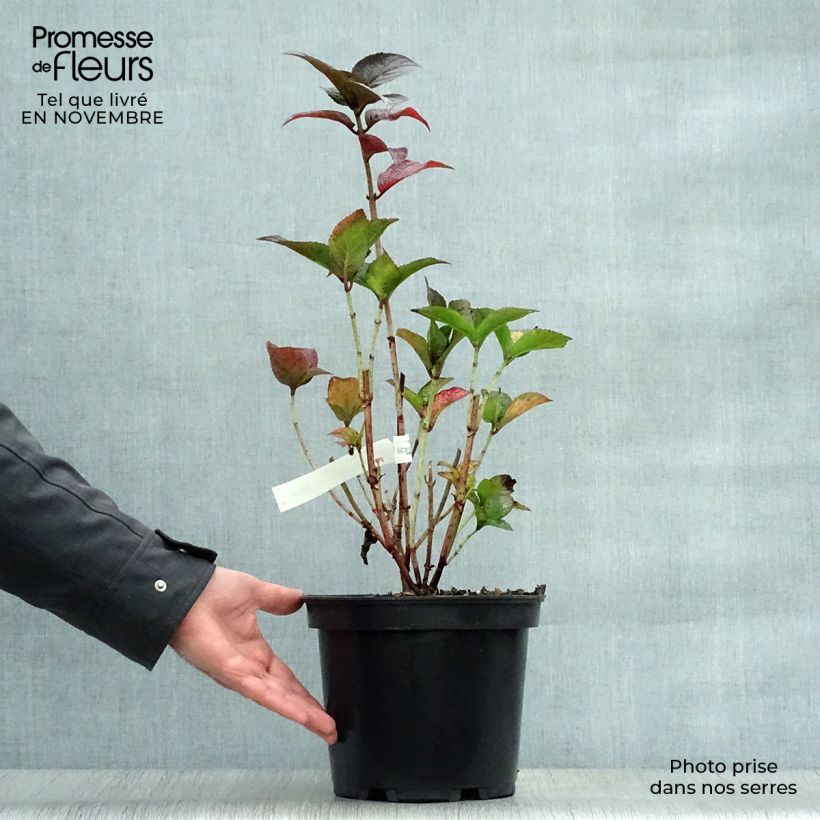 Esemplare di Hydrangea Daredevil - Ortensia Vaso da 4L/5L come consegnato in autunno