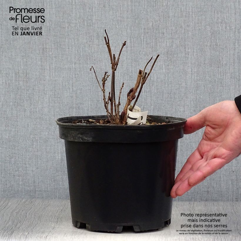 Hydrangea Daredevil - Ortensia Vaso da 3L/4L esemplare consegnato in inverno