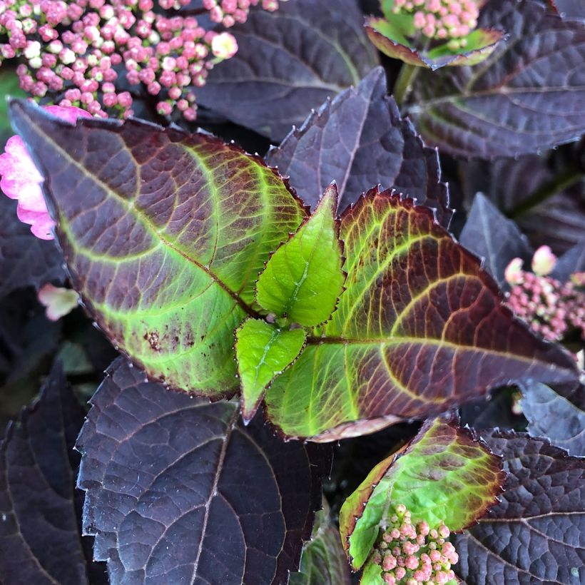 Hydrangea Daredevil - Ortensia (Fogliame)