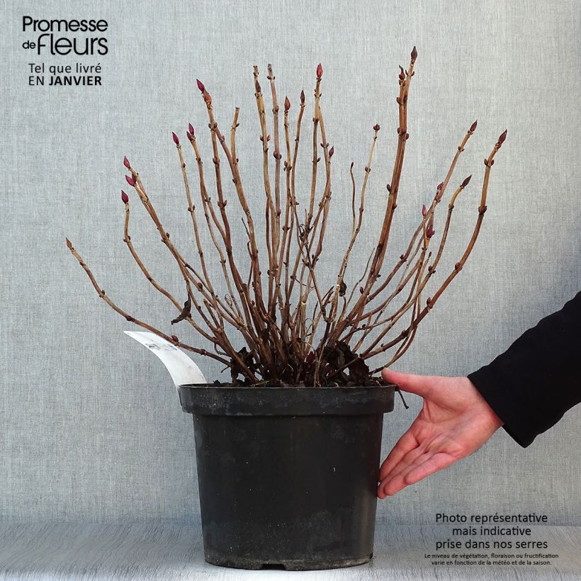 Hydrangea macrophylla Alpenglühen - Ortensia Vaso da 7,5L/10L esemplare consegnato in inverno