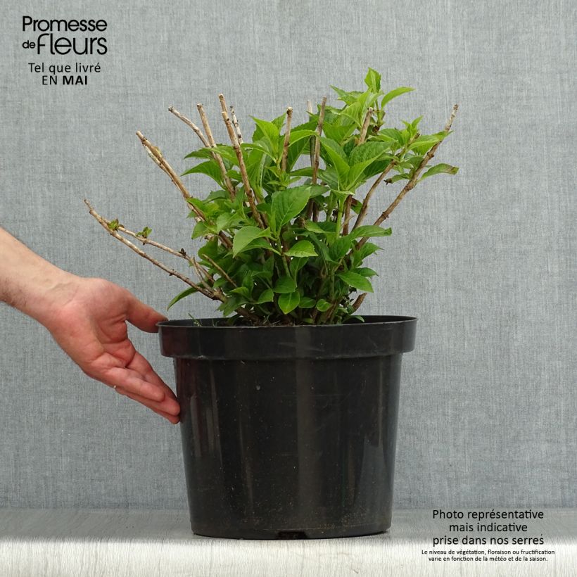 Hydrangea macrophylla Alpenglühen - Ortensia Vaso da 7,5L/10L esemplare consegnato in primavera