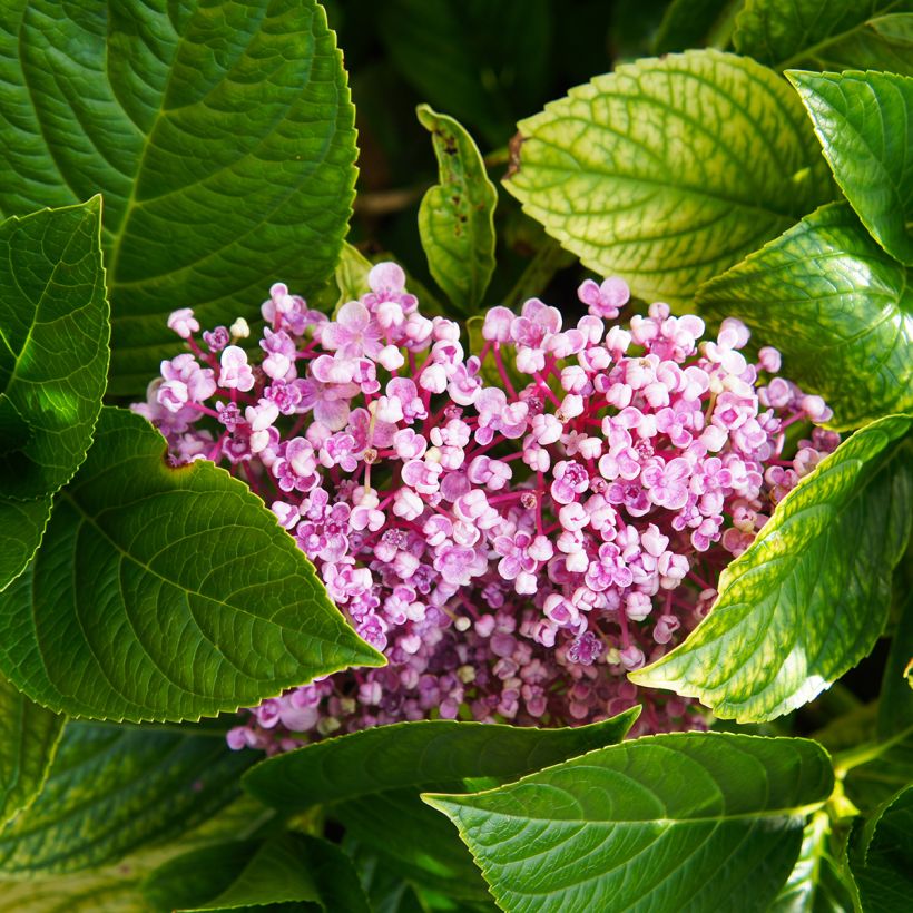 Hydrangea macrophylla Ayesha - Ortensia (Fogliame)