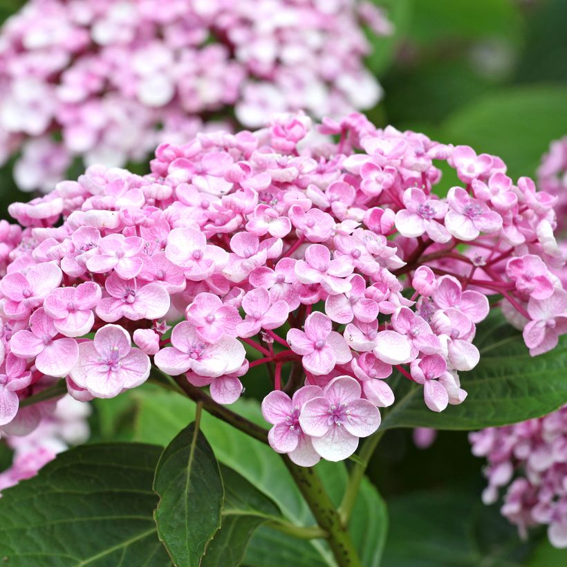 Hydrangea macrophylla Ayesha - Ortensia (Fioritura)
