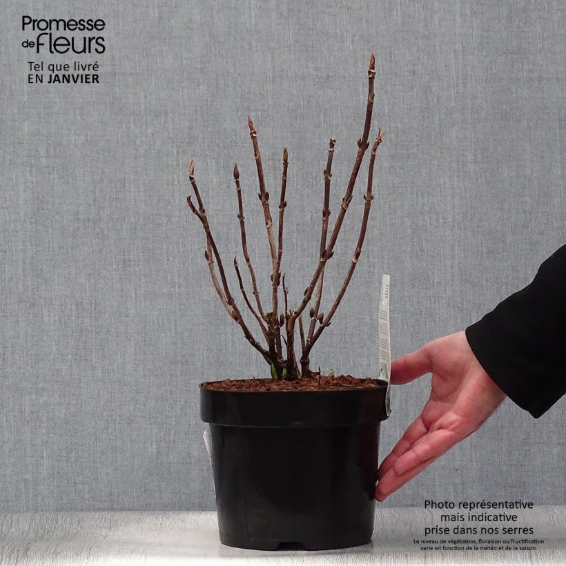 Hydrangea macrophylla Cloudi - Ortensia Vaso da 3L/4L esemplare consegnato in inverno