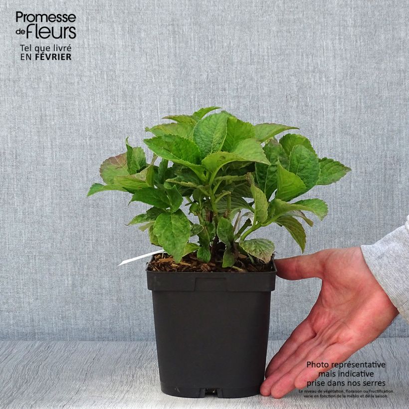 Esemplare di Hydrangea macrophylla Eughen Hahn - Ortensia Vaso da 2L/3L come consegnato in autunno