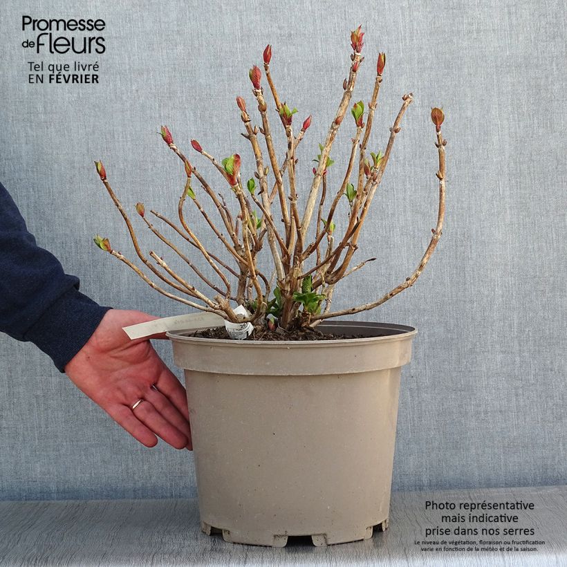 Hydrangea macrophylla Eughen Hahn - Ortensia Vaso da 7,5L/10L esemplare consegnato in inverno