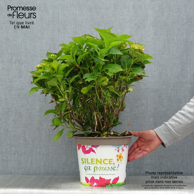 Hydrangea macrophylla Eughen Hahn - Ortensia Vaso da 7,5L/10L esemplare consegnato in primavera