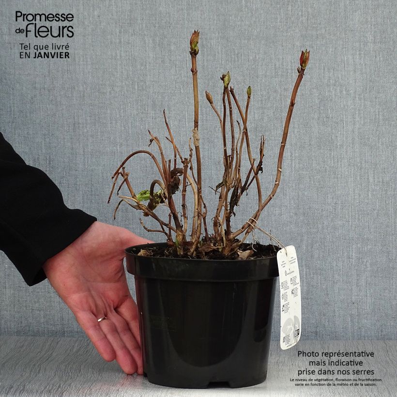 Hydrangea macrophylla King George V - Ortensia Vaso da 2L/3L esemplare consegnato in inverno