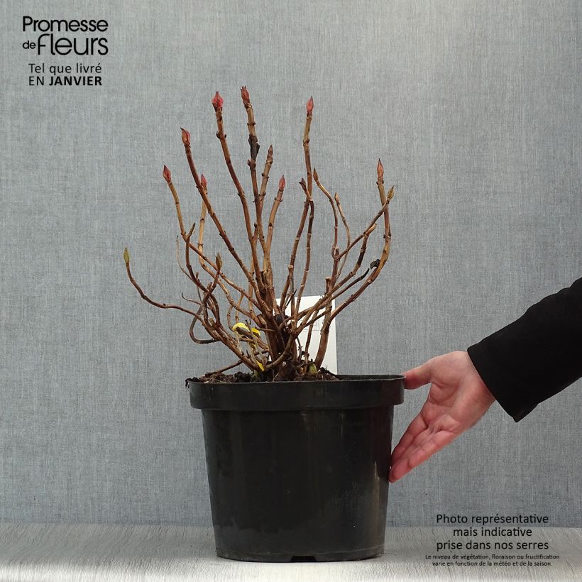 Hydrangea macrophylla King George V - Ortensia Vaso da 7,5L/10L esemplare consegnato in inverno