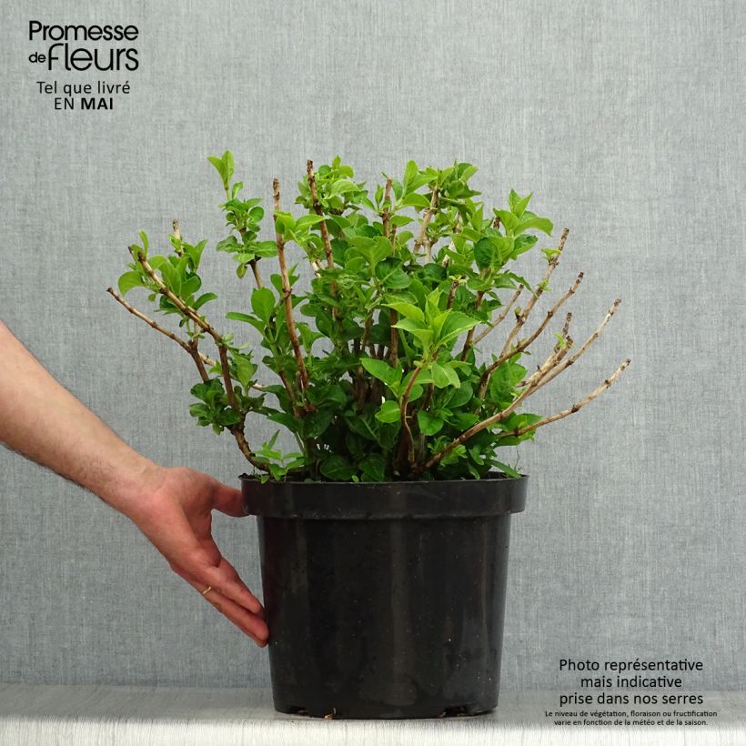 Hydrangea macrophylla King George V - Ortensia Vaso da 7,5L/10L esemplare consegnato in primavera