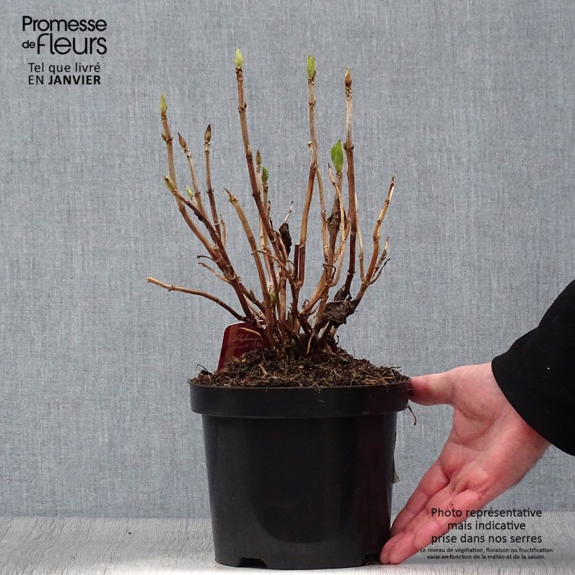 Hydrangea macrophylla Lanarth White - Ortensia Vaso da 2L/3L esemplare consegnato in inverno