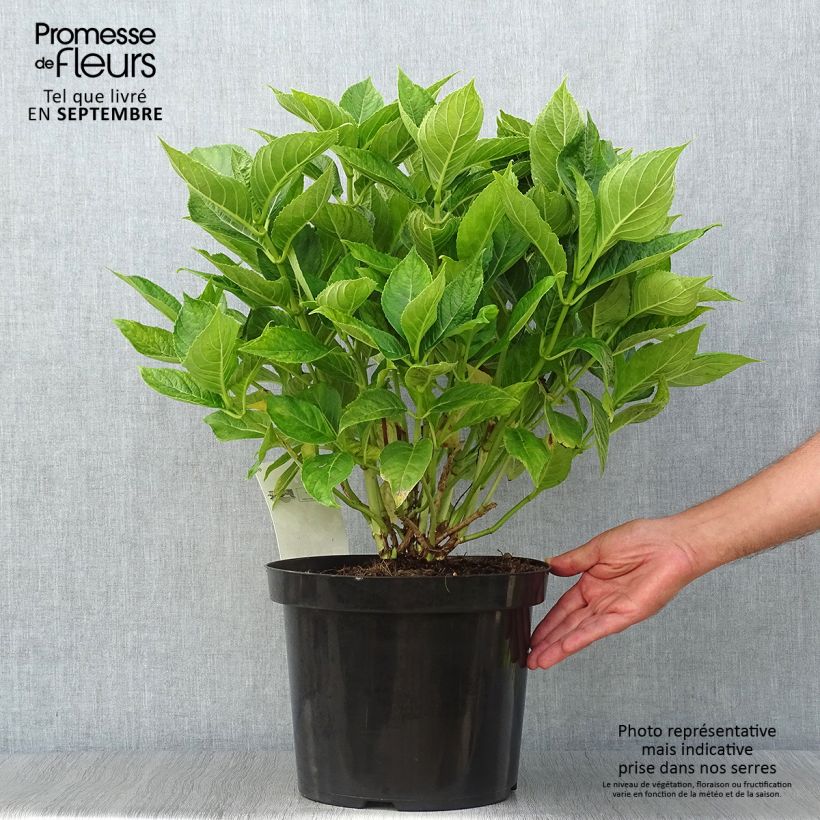 Esemplare di Hydrangea macrophylla Lanarth White - Ortensia Vaso da 7,5L/10L come consegnato in autunno