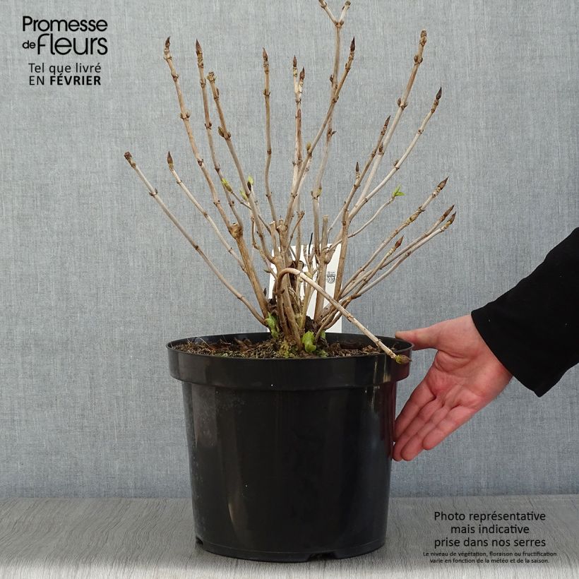 Hydrangea macrophylla Lanarth White - Ortensia Vaso da 7,5L/10L esemplare consegnato in inverno