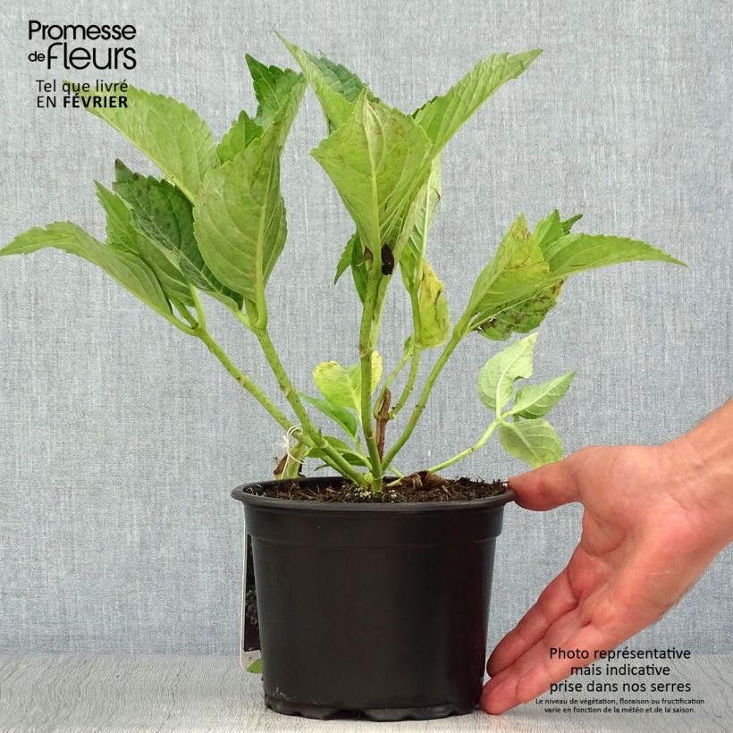 Esemplare di Hydrangea macrophylla Mariesii Perfecta - Ortensia Vaso da 2L/3L come consegnato in autunno