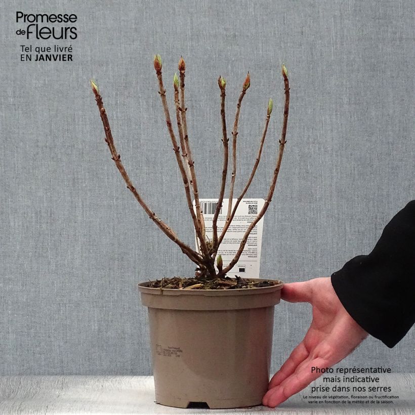 Hydrangea macrophylla Masja - Ortensia Vaso da 2L/3L esemplare consegnato in inverno