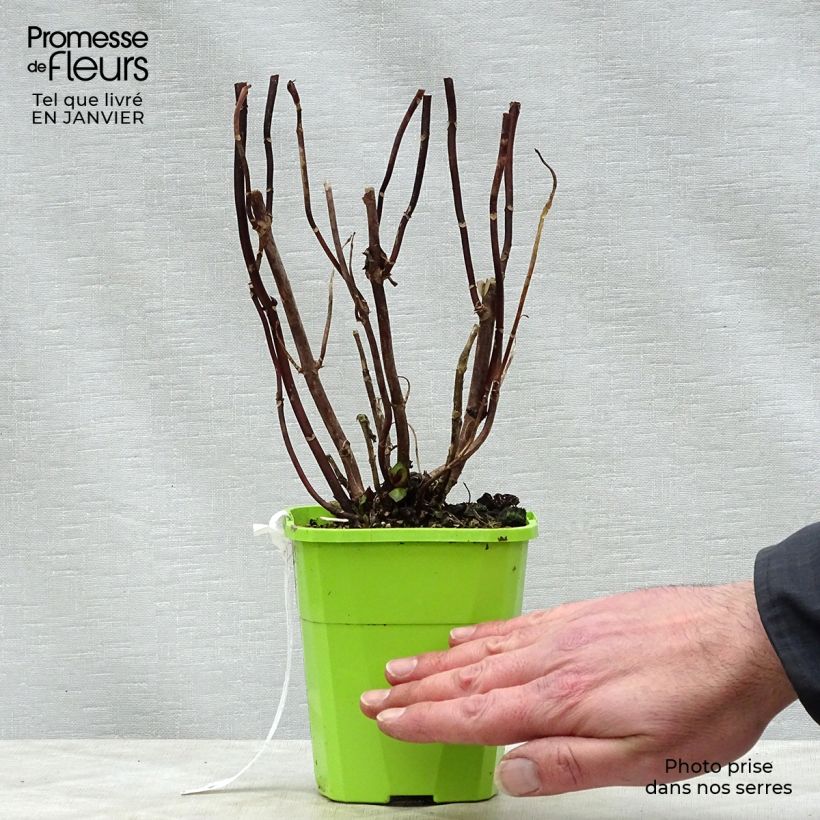 Hydrangea macrophylla Miss Saori - Ortensia Vaso da 1L/1,5L esemplare consegnato in inverno