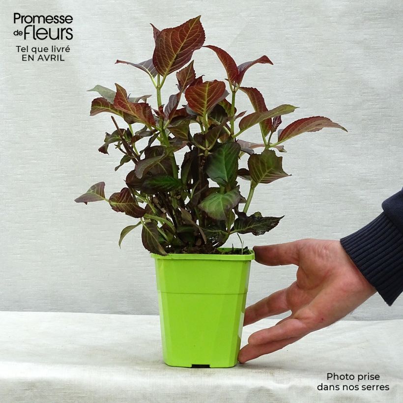 Hydrangea macrophylla Miss Saori - Ortensia Vaso da 1L/1,5L esemplare consegnato in primavera