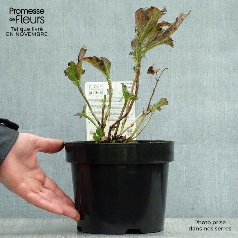 Esemplare di Hydrangea macrophylla Miss Saori - Ortensia Vaso da 2L/3L come consegnato in autunno