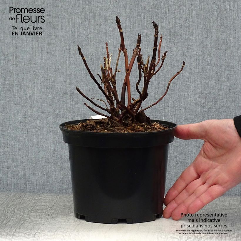 Hydrangea macrophylla Miss Saori - Ortensia Vaso da 2L/3L esemplare consegnato in inverno