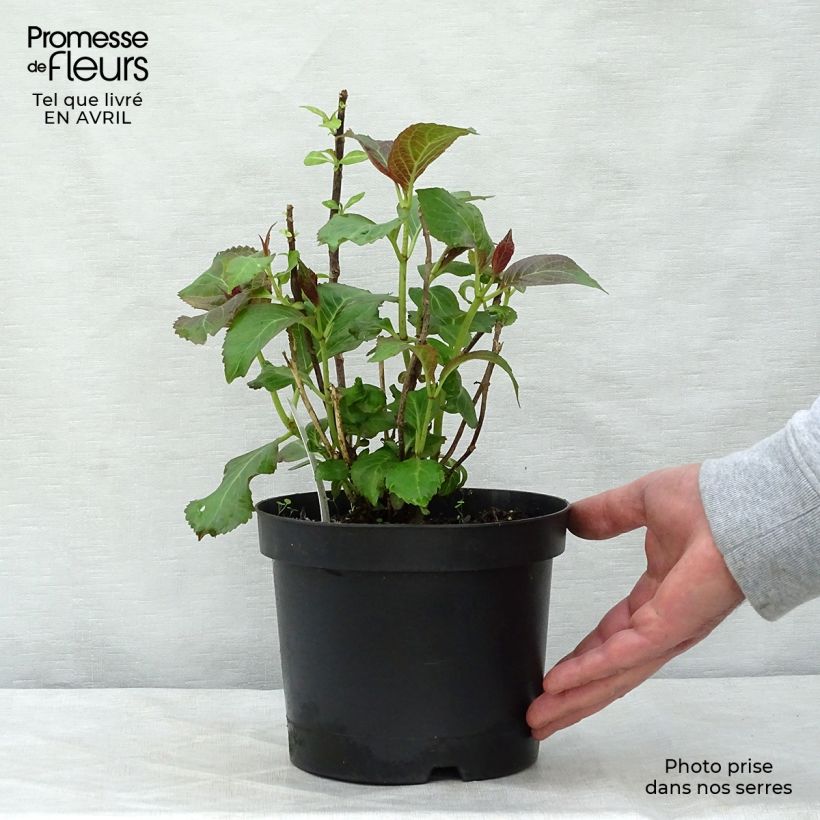 Hydrangea macrophylla Miss Saori - Ortensia Vaso da 2L/3L esemplare consegnato in primavera