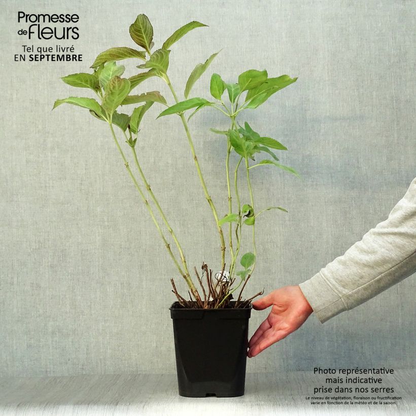 Esemplare di Hydrangea macrophylla Miss Saori - Ortensia Vaso da 4L/5L come consegnato in autunno