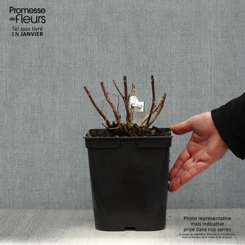 Hydrangea macrophylla Miss Saori - Ortensia Vaso da 4L/5L esemplare consegnato in inverno