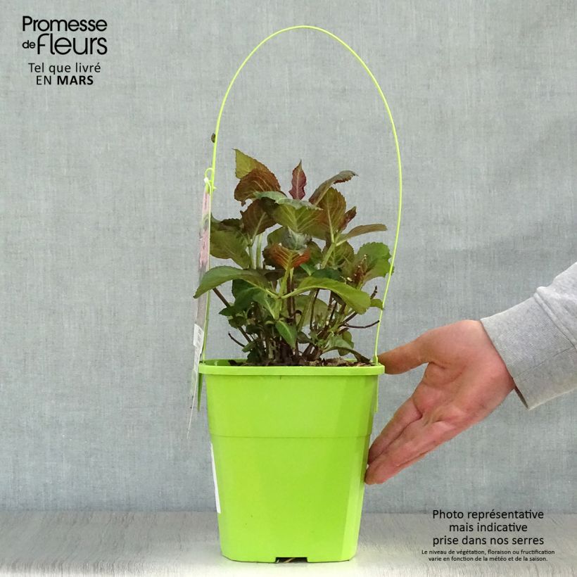 Hydrangea macrophylla Miss Saori - Ortensia Vaso da 4L/5L esemplare consegnato in primavera