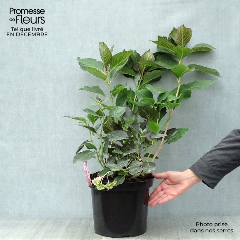 Hydrangea macrophylla Miss Saori - Ortensia Vaso da 7,5L/10L esemplare consegnato in inverno
