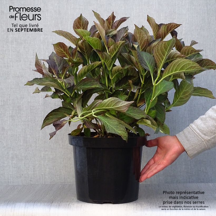 Esemplare di Hydrangea macrophylla Miss Saori - Ortensia Vaso da 7,5L/10L come consegnato in autunno